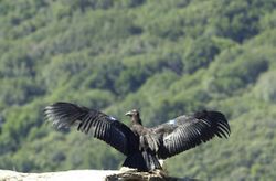 Immature California Condor