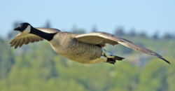 Canada Goose in mid-flight