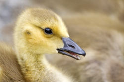 Canada Goose gosling