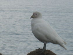 A Snowy Sheathbill (C. alba)