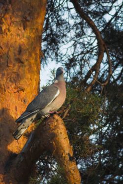 In tree