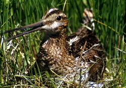 Common Snipe (Gallinago gallinago)