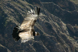 An Andean Condor soars over southern Peru's Colca Canyon