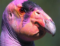 California Condor's head (adult)