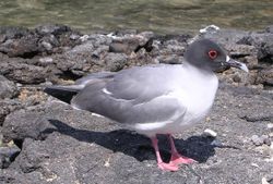 The Swallow-tailed Gull, endemic inhabitant of the Galpagos Islands.