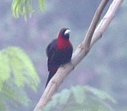 Adult Crimson-collared Tanager