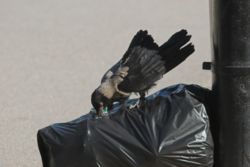 Crow searching food from punctured wastebag