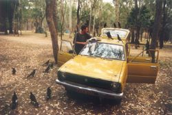 Pied Currawongs are omnivorous and opportunistic - picnic time, Carnarvon Gorge