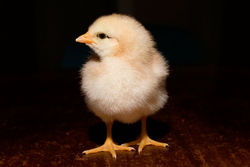 Day old chick