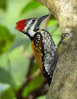 Black-rumped Flameback,  Dinopium benghalense