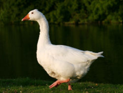 Domesticated goose