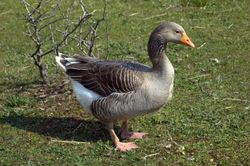 A Danish domesticated Greylag Goose in its pen.