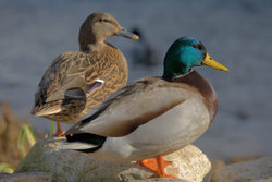 A female and male Mallard