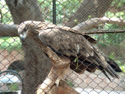 A Golden Eagle in Lahore Zoo.