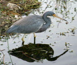 Tricolored Heron or Louisiana Heron, Egretta tricolor