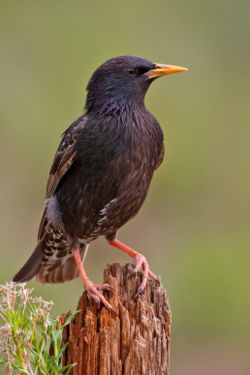 Common Starling