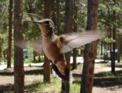 A female Ruby-throated Hummingbird in flight; note the speed of the wingbeats