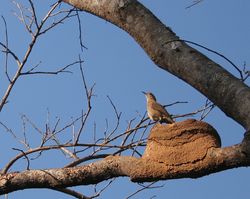 Hornero building a nest in Minas Gerais, Brazil