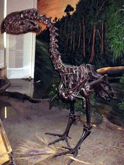 Gastornis fossil skeleton