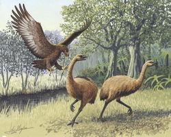 Artist's rendition of a giant Haast's eagle attacking New Zealand moa.