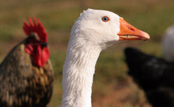 A domestic goose's head