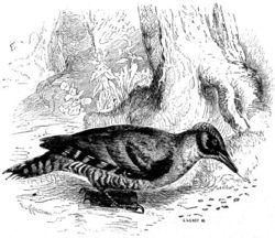 Green Woodpecker (Picus viridis) searching for insects, depicted in Scientific American Supplement, No. 492, June 6, 1885