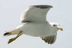 A Black-tailed Gull in flight.