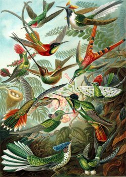 A variety of hummingbirds from Ernst Haeckel's 1904 Kunstformen der Natur (Artforms of Nature)