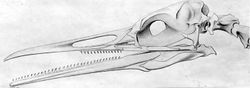 Skull of a Hesperornis with the unique teeth.