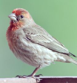 House Finch