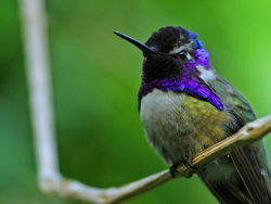 A male Costa's Hummingbird, showing its plumage to good effect