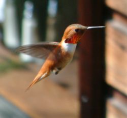 A Rufous Hummingbird hovering in flight at Hells Gate, British Columbia