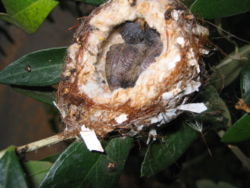 Hummingbird nest with two chicks in Santa Monica, CA