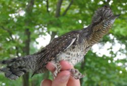 The Eurasian Wryneck ( Jynx torquilla), a relative of the woodpeckers