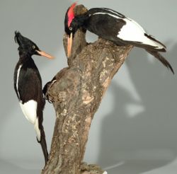 A female (left) and male Imperial Woodpecker (Campephilus imperialis) specimen at the Museum Wiesbaden. The largest woodpecker ever is probably extinct since the late 20th century