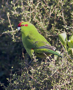 Red-crowned Parakeet, Cyanoramphus novaezelandiae