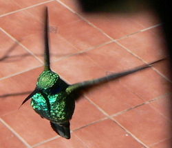 Male Green Violet-ear in flight