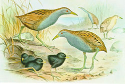 The Laysan Rail was a diminutive omnivore