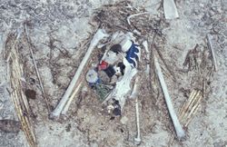 The remains of this Laysan Albatross chick show the plastic ingested prior to death, including a bottle cap and lighter.