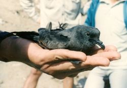 Markham's Storm-petrel