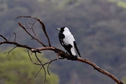 Magpie perched on a dead branch