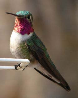 A male Ruby-throated Hummingbird