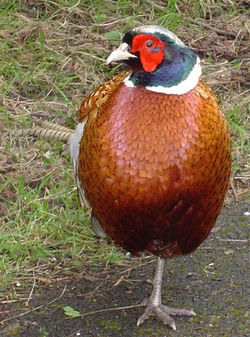 Male Common Pheasant