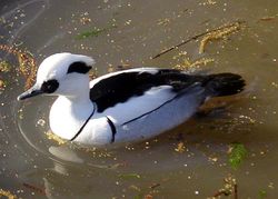 Smew (male)