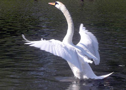 Mute Swan