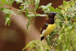 Purple-rumped Sunbird