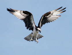 A North American Osprey preparing to dive.