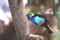 Paradise Tanager