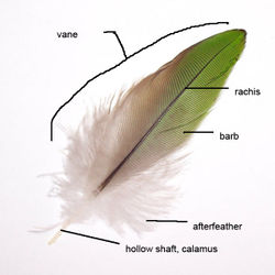 parts of a contour feather