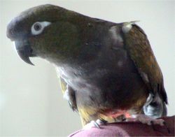 Patagonian conure, Cyanoliseus patagonus